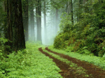 La ecología bosque-medio-ambiente