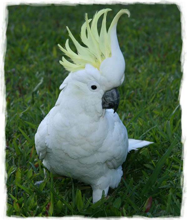 cacatua-papagayo-blanco-crecimiento-cria-15