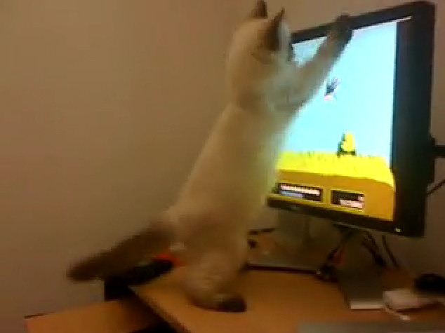 gato jugando monitor cazando