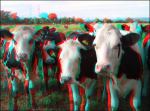 imagen 3D vacas cows
