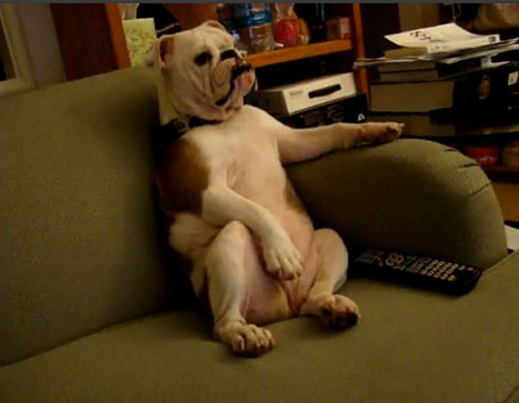 perro bulldog viendo tele sofa sillon sentado