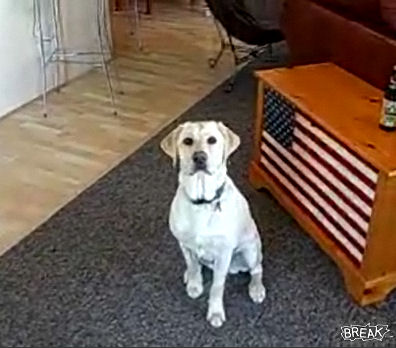perro obediente video inteligente