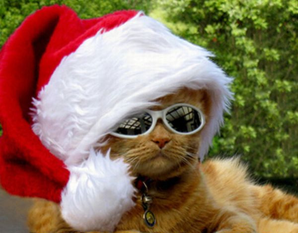 santa claus papa noel gatos vestidos navidad