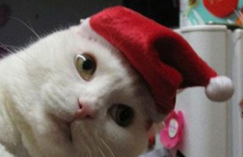 santa claus papa noel gatos vestidos navidad