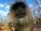 Langur Monkeys Fascinated By Logcam