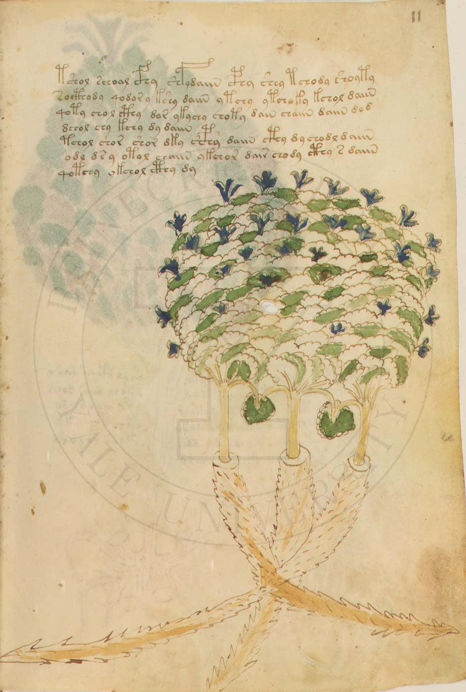 Voynich manuscrito libro misterio