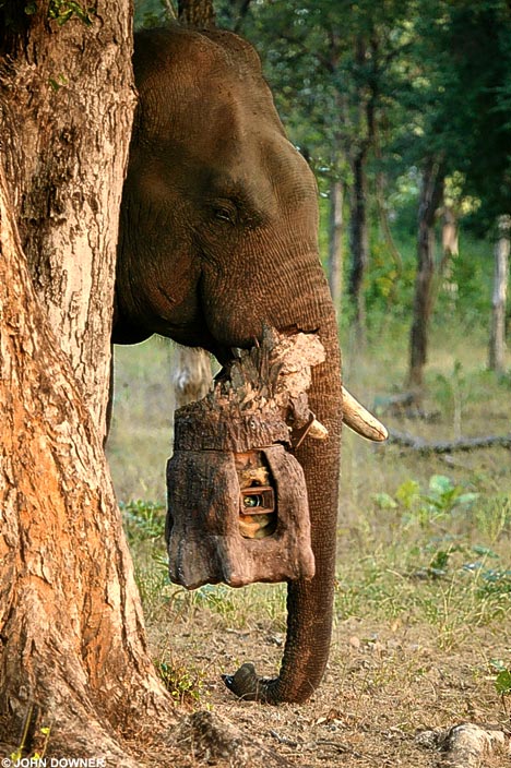 daily-mail-animales-filmados-john-downer-elefante