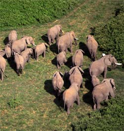 elefantes-infrasonidos-manada