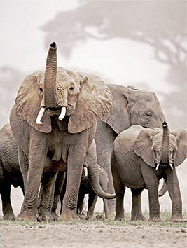 elefantes-ultrasonidos-elephants-sonidos