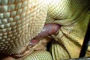 iguanas-hemipenes-pene-reproduccion-apareamiento-3