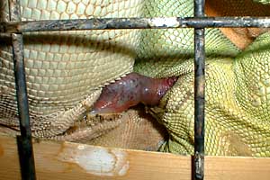 iguanas-hemipenes-pene-reproduccion-apareamiento-4