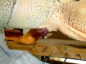 iguanas-hemipenes-pene-reproduccion-apareamiento-5