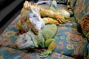 iguanas-hemipenes-pene-reproduccion-apareamiento