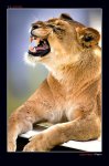 postales-naturaleza-leon-leones-00