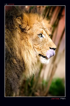 postales-naturaleza-leon-leones