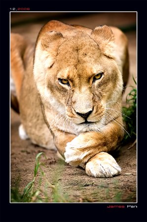 postales-naturaleza-leon-leones