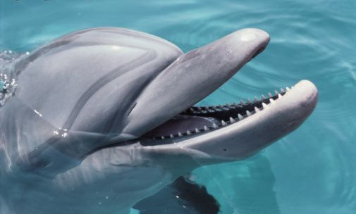 Tursiops truncatus delfin morro botella