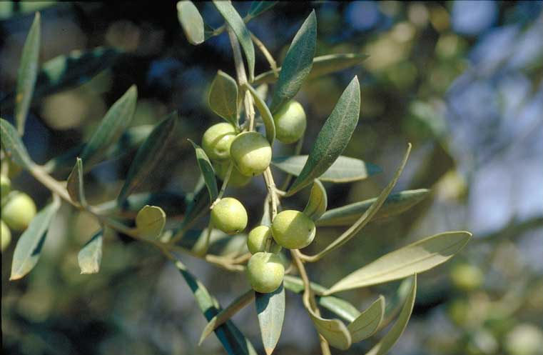 aceituna olivo-Olea Europaea