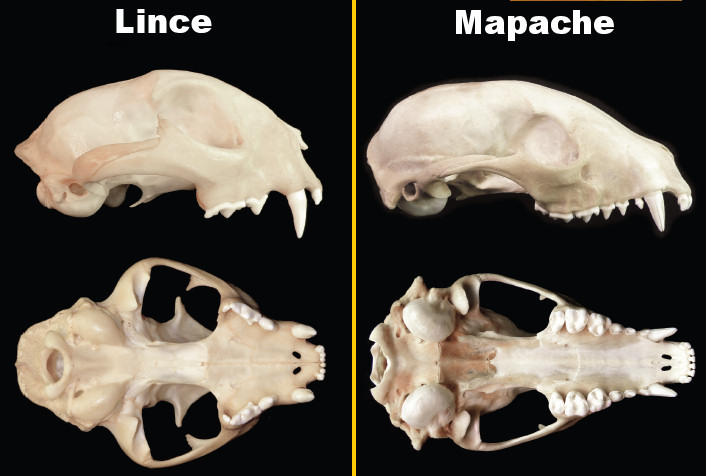 mapache lince calavera dientes esqueleto