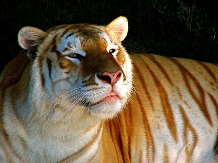tigre dorado Golden Tabby Tiger