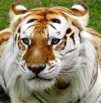 Imágenes de tigres dorados tigre dorado cinnamon tabby tiger