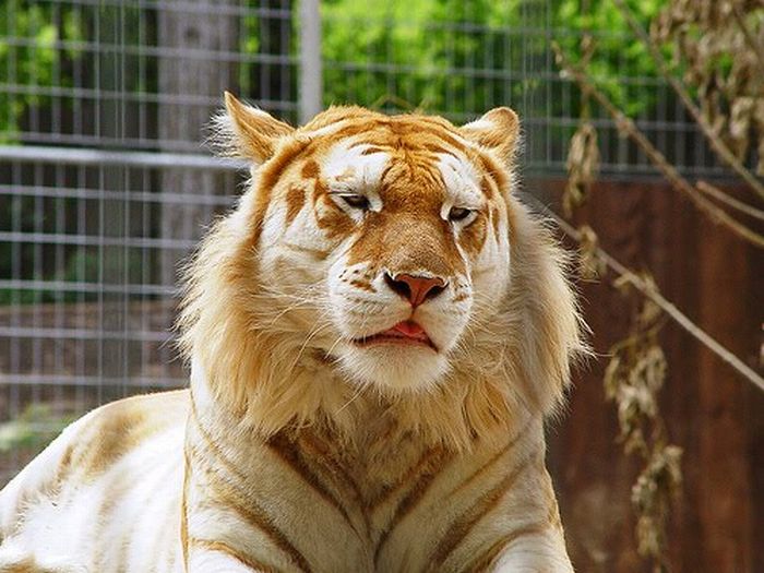 tigre dorado golden tabby tiger pelaje