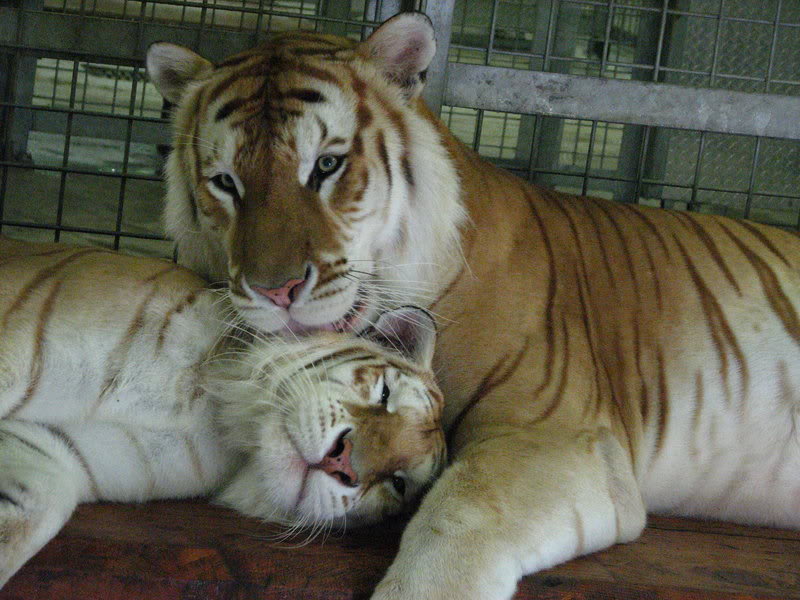 tigre dorado golden tabby tigers love pareja