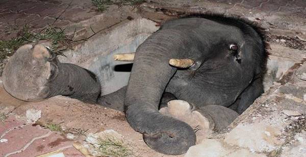 animales atrapados elefante agujero