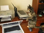 gatos impresoras cats printers 4