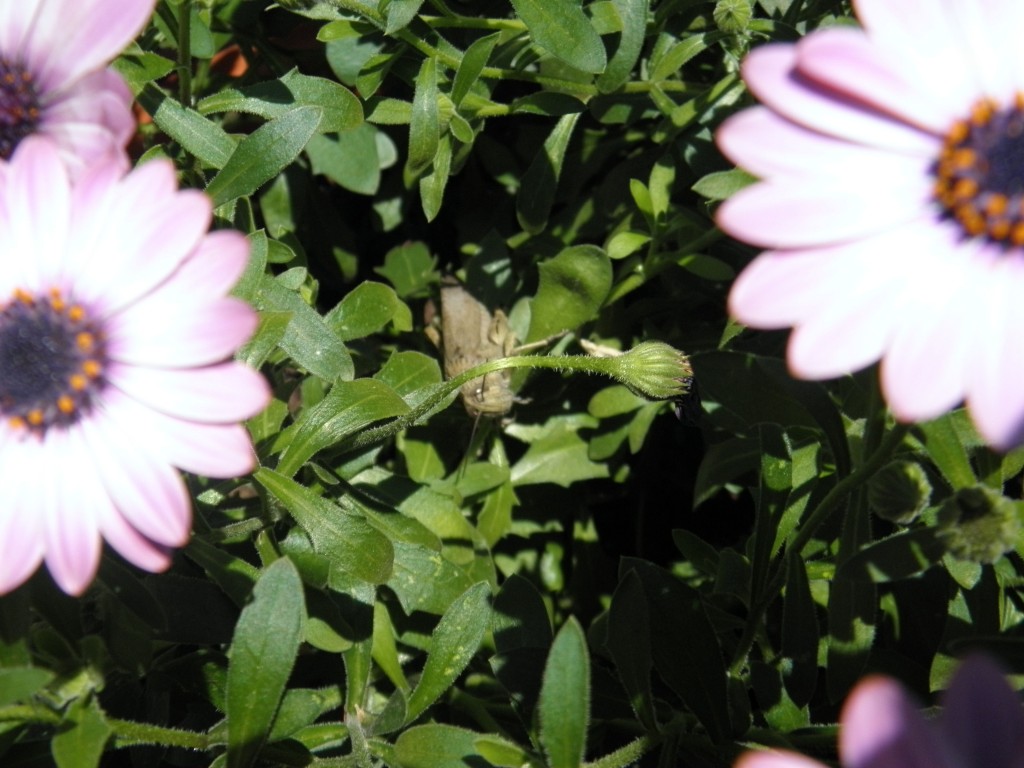 saltamontes-Caelifera-Orthoptera-jardin-plantas