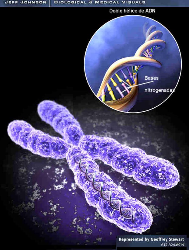 adn imagen genes cromosomas proteinas gen