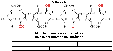 celulosa estructura moleculas
