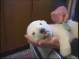 cria oso polar cachorro cepillando