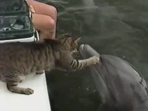 gato delfin jugando 2