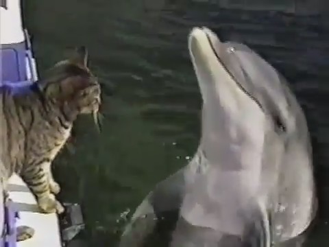 gato delfin jugando 3