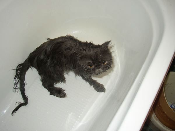 gatos agua banandose ducha mojados