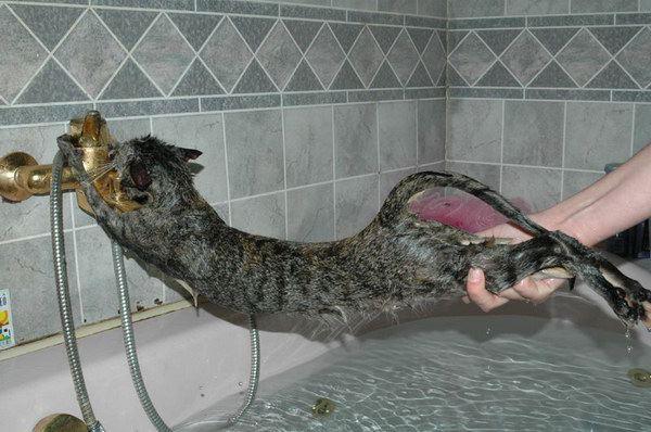 gatos agua banera mojado
