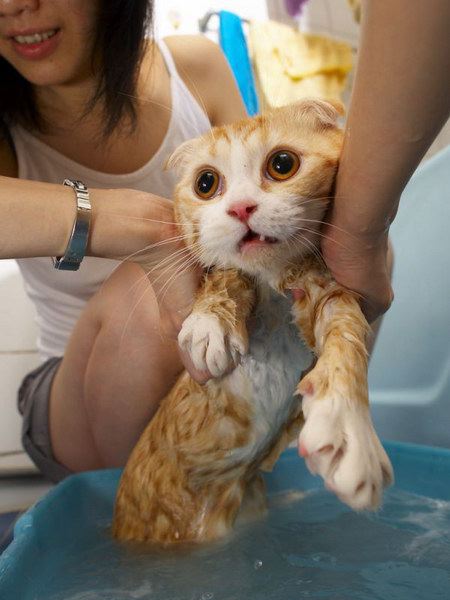 gatos agua bano duchandose mojandose
