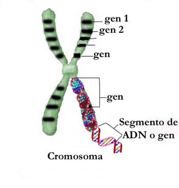gen genes cromosoma grafico dibujo