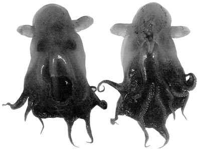 grimpoteuthis abyssicola pulp dumbo