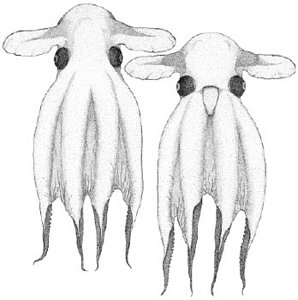 grimpoteuthis boylei pulp dumbo