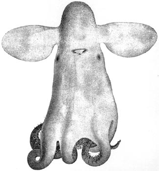 grimpoteuthis megaptera pulpo dumbo