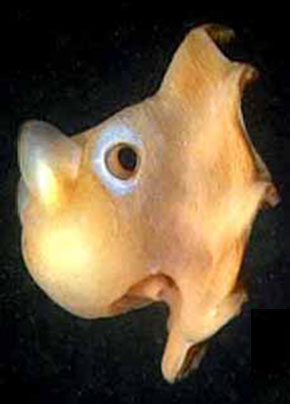 grimpoteuthis octopus dumbo pulpo extrano