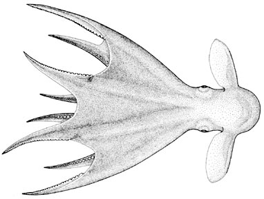 grimpoteuthis tuftsi octopus dumbo pulpo