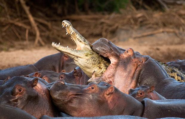 hipopotamo comiendo cocodrilo