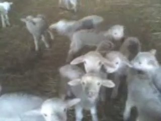 ovejas ovejitas corderos corderitos