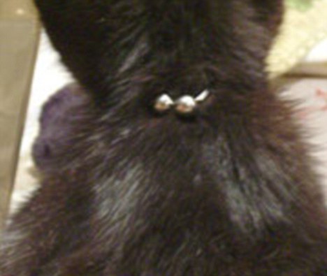 crueldad animal gatos goticos piercings cuello
