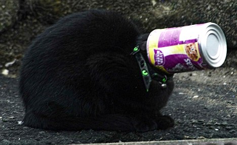 gato negro cabeza atrapada bote whiskas