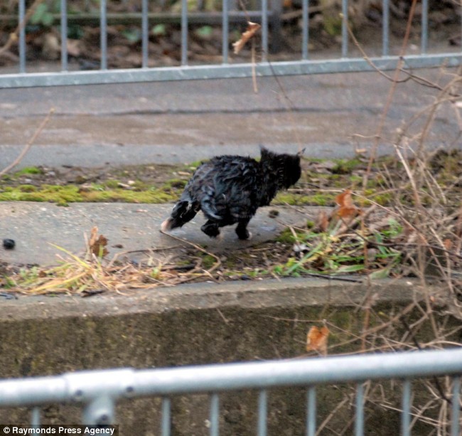 gato negro mojado corriendo