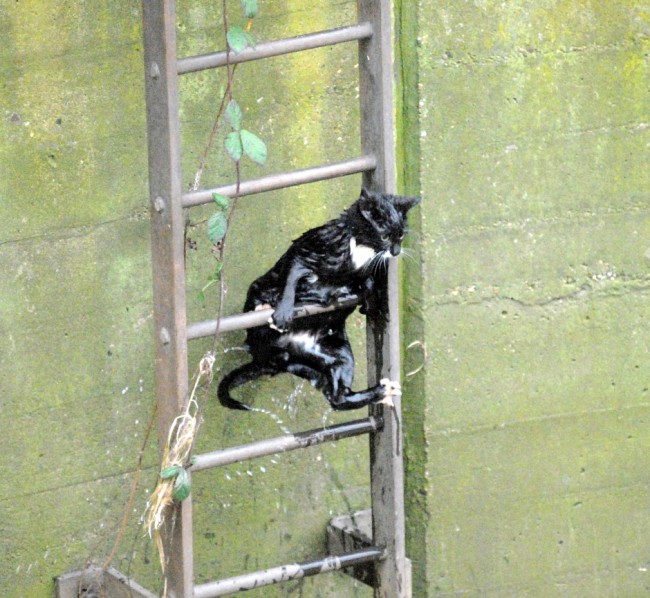 gato negro mojado salvado escaleras